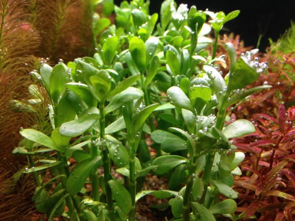 moneywort plant