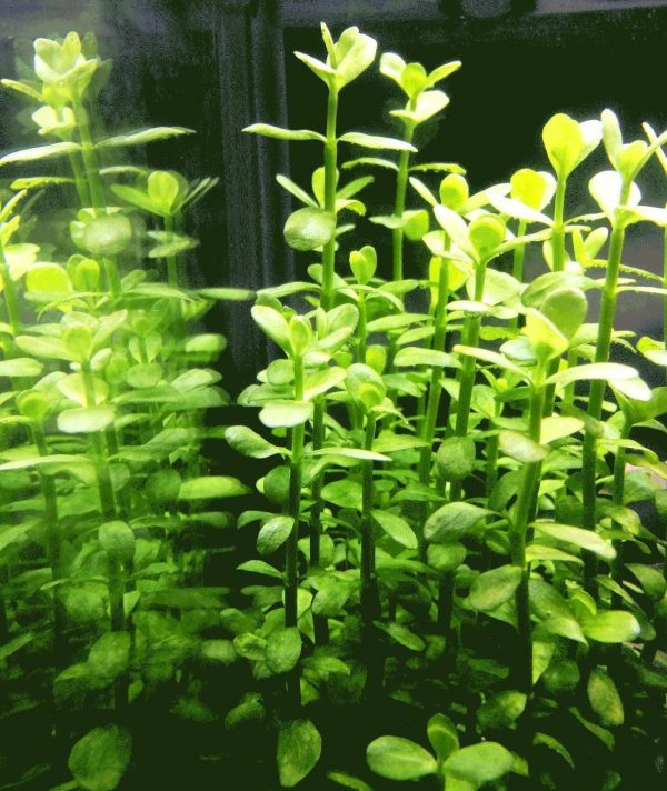 moneywort plant