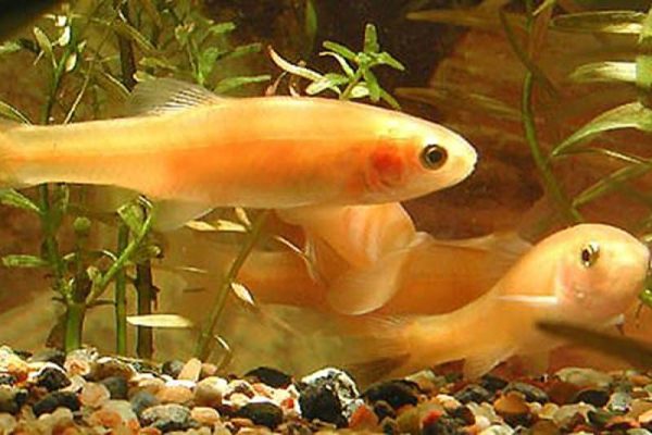 Rosey Red minnow