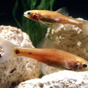 Rosey red minnows