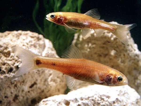 Rosey red minnows