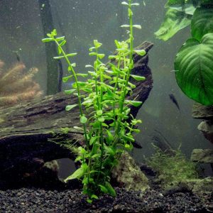 moneywort plant