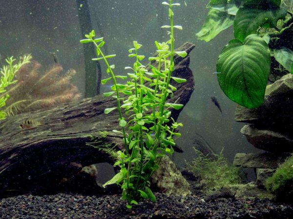 moneywort plant