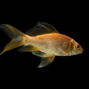 Comet Goldfish