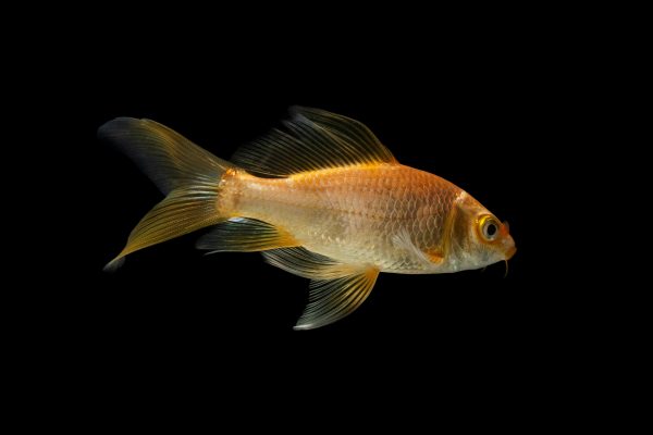 Comet Goldfish