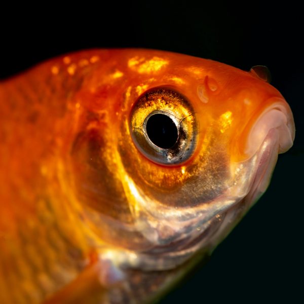 Comet Goldfish