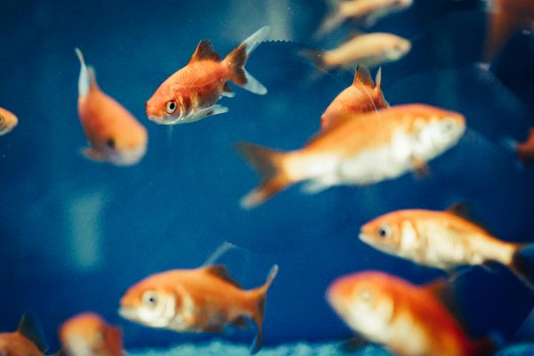 Comet Goldfish