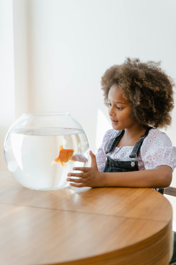 Comet Goldfish
